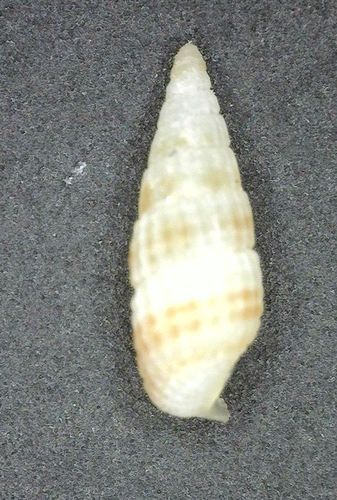Apataxia cerithiiformis observed 2024-05-09