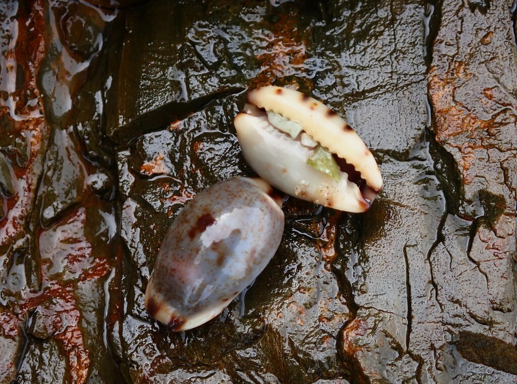 graceful cowrie from Barcoongere NSW 2460, Australia on May 9, 2024 at ...