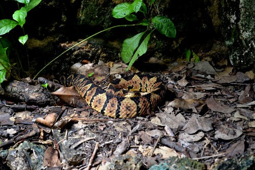 Metlapilcoatlus mexicanus