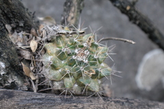 Mammillaria melanocentra melanocentra
