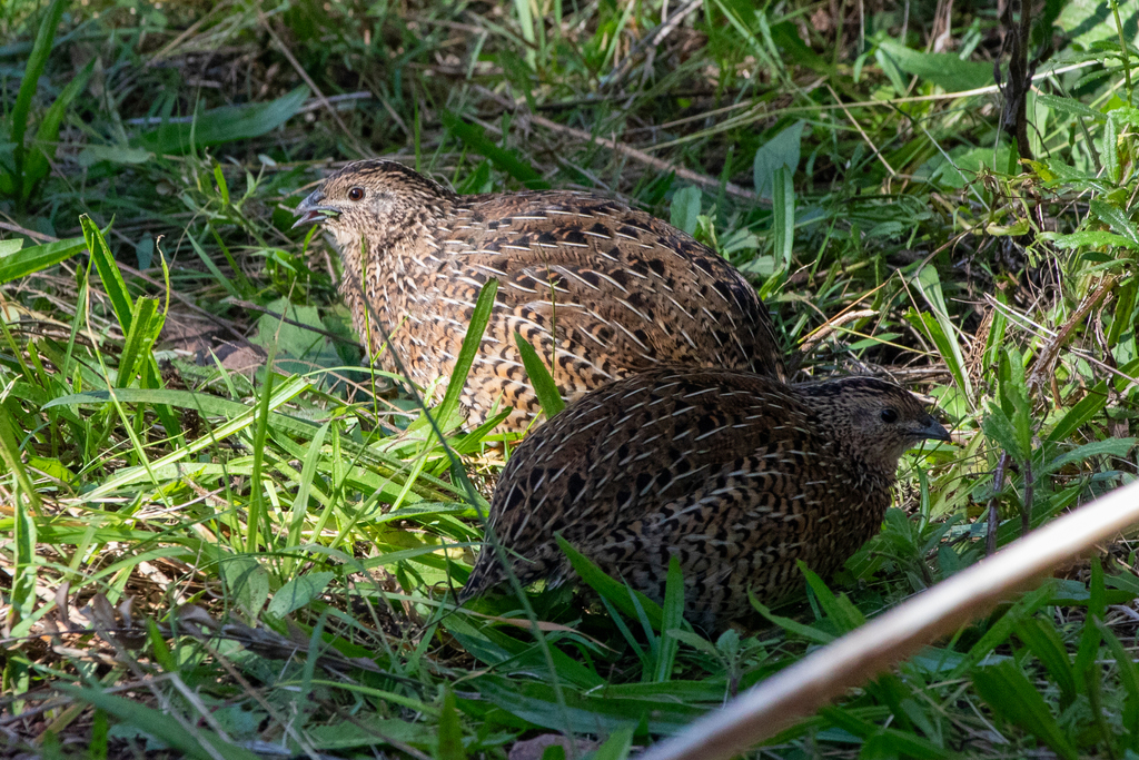 Brown Quail from Auckland, New Zealand on May 8, 2024 at 04:34 PM by ...