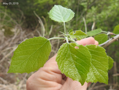 Populus tomentiglandulosa