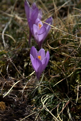Crocus neapolitanus