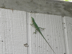 Anolis carolinensis