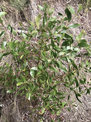 Acacia blakei observed 2024-05-10