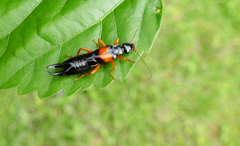 Carcinophora americana