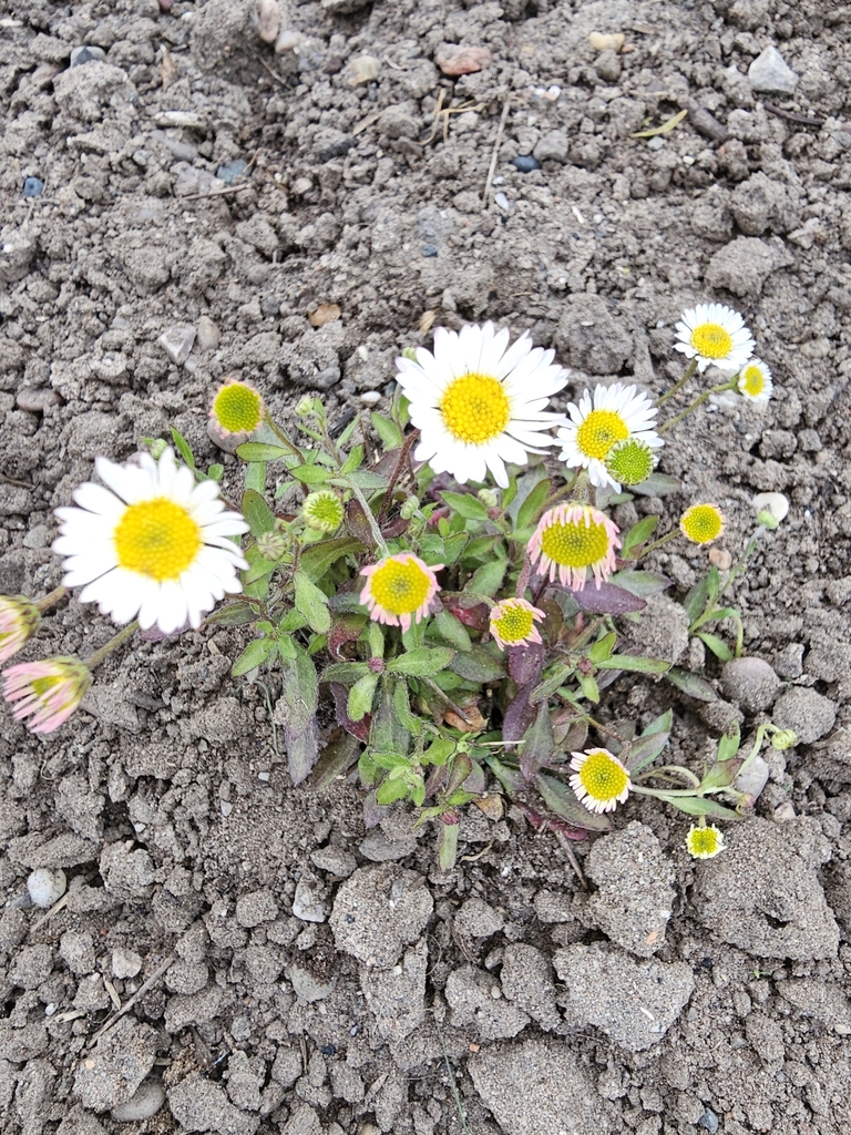 Mexican Fleabane from Manchester M11 3BS, UK on May 10, 2024 at 07:03 ...