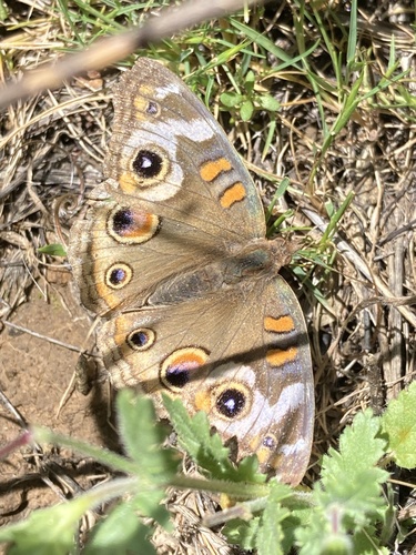 iNaturalist observation photo of Gray Buckeye