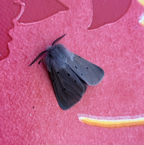 Diaphora mendica