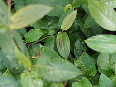 Stratiomyomorpha