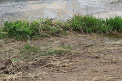 Spizella passerina passerina