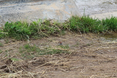 Spizella passerina passerina