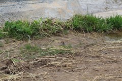 Spizella passerina passerina