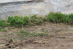 Spizella passerina passerina