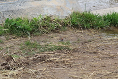 Spizella passerina passerina