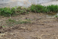 Spizella passerina passerina