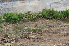 Spizella passerina passerina