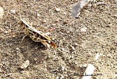 Rhammatocerus viatorius