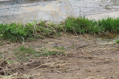 Spizella passerina passerina