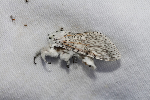 Cerura vinula