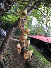 Catasetum