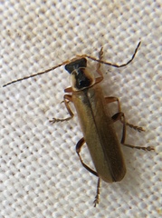 Cantharis decipiens