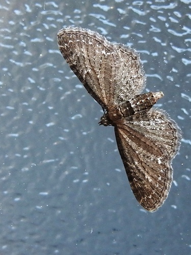 Common Pug, Oosterland, Netherlands, photo 9 of 10