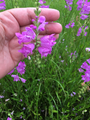 Physostegia longisepala