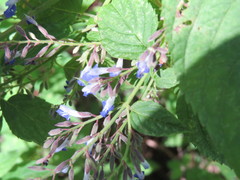 Salvia plurispicata