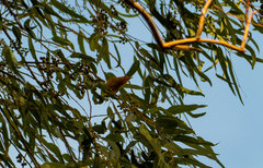 Setophaga petechia image