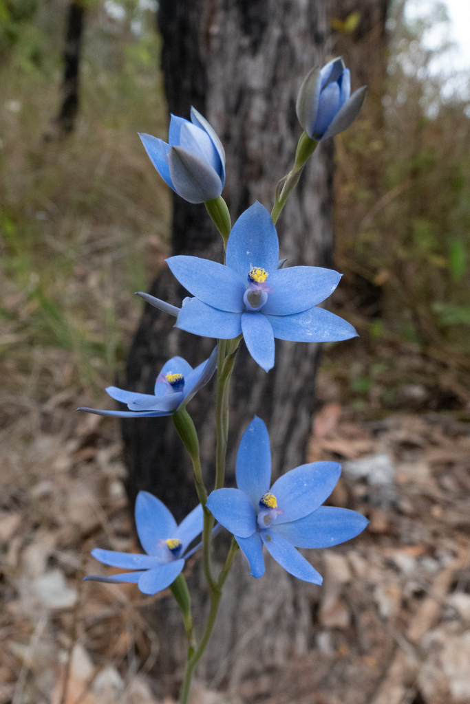 Blue Lady Orchid from North Walpole WA 6398, Australia on November 2