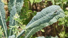 Brassica oleracea acephala