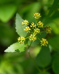 Thaspium trifoliatum aureum
