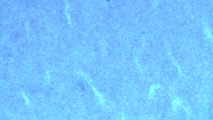 Cytospora