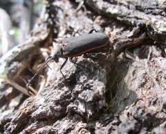 Desmocerus californicus