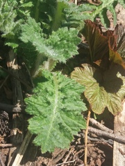 Cirsium kamtschaticum