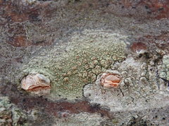 Lecanora cinereofusca