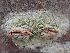 Lecanora cinereofusca