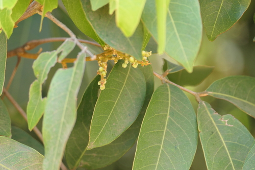 Lepisanthes tetraphylla, photograph 5