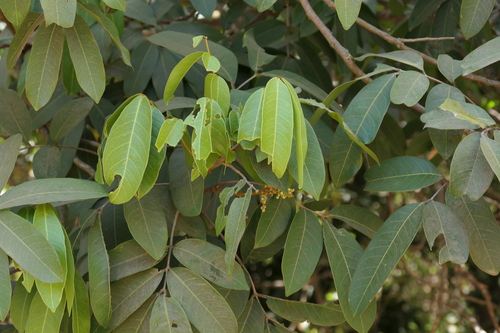 Lepisanthes tetraphylla, photograph 6