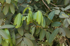 Lepisanthes tetraphylla, photograph (c) Dinesh Valke, some rights reserved (CC BY-SA)