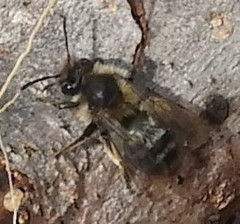 Andrena frigida