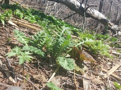 Cirsium kamtschaticum