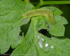 Cylindrotoma distinctissima