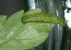 Cylindrotoma distinctissima