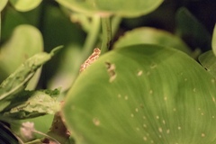 Dendropsophus triangulum