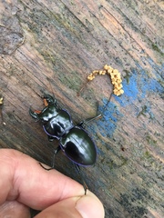 Pasimachus punctulatus