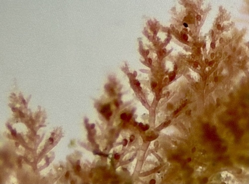 Callithamnion tetragonum observed 2024-05-09
