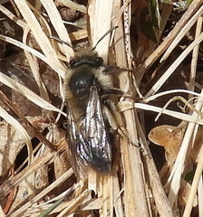 Andrena frigida
