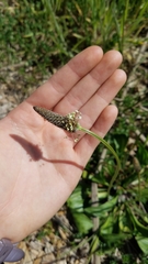 Plantago lanceolata